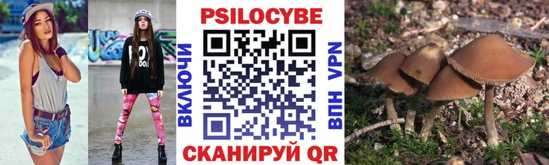 omg зеркало  Сунжа  Псилоцибиновые грибы Cubensis 